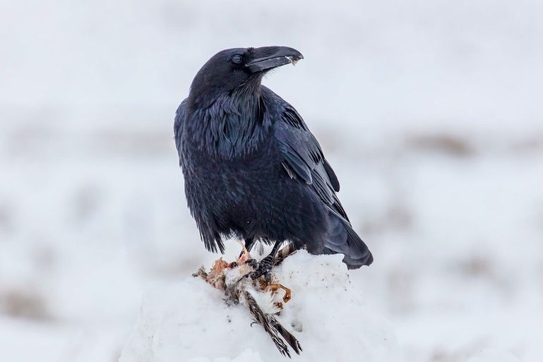 Raven Scavenging a Sharp-shinned Hawk carcass (3)